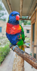 Beautiful Bird with very colorful plumage. Portrait of parrot Rainbow Lorikeet. Close up.