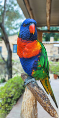 Beautiful Bird with very colorful plumage. Portrait of parrot Rainbow Lorikeet. Close up.