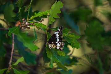 Butterfly closeup detail on green leaf