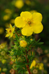 yellow flowers in the garden