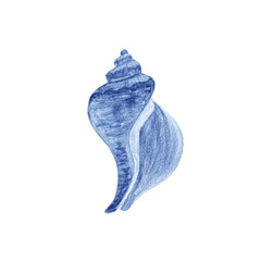 Shell in watercolor hand-drawn blue monochrome isolated on white. High quality illustration for notebooks, cards, posters, restaurant menu, souvenirs, stickers, tourism ads, dishes, room decor
