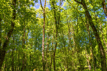 Panoramic view of a lush forest
