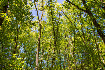 Panoramic view of a lush forest