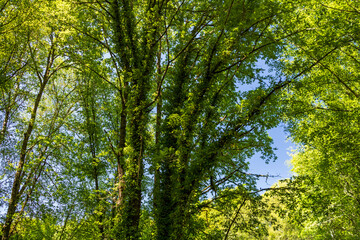 Panoramic view of a lush forest
