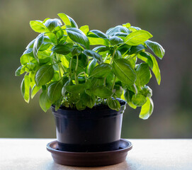 Special basil plant for pizzas and Italian recipes