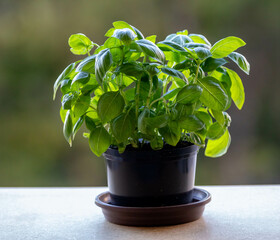 Special basil plant for pizzas and Italian recipes