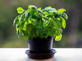 Special basil plant for pizzas and Italian recipes