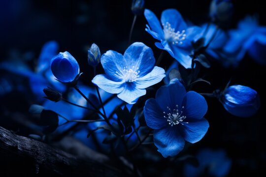 A close-up shot of blue flowers showcasing detailed petals and buds against a dark, moody background, focusing on the vivid color and delicate structure of the flowers.