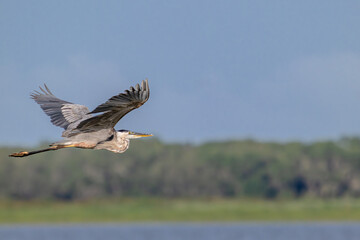 nature in fishing camp