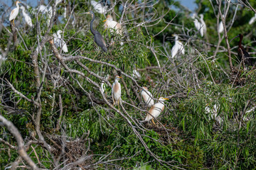 nature in fishing camp