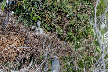 nature in fishing camp