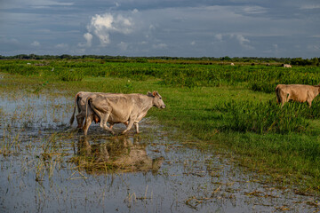 mimosa tree blooming