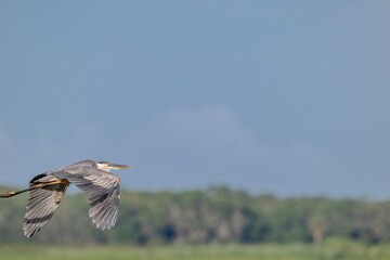 bird