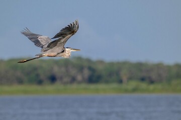bird