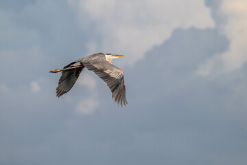 bird