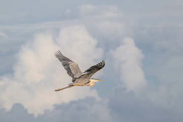 bird