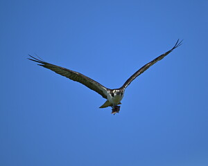 Osprey in flight