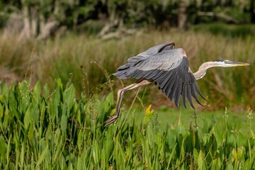 bird