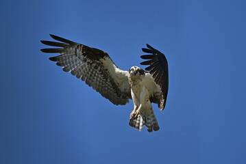 osprey in flight