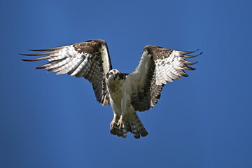 osprey in flight