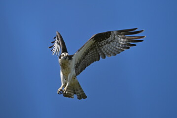 osprey in flight