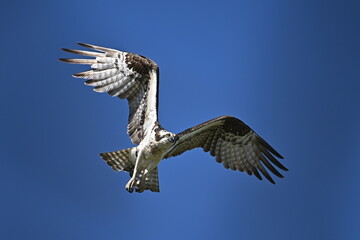 Obraz premium osprey in flight