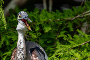 bird