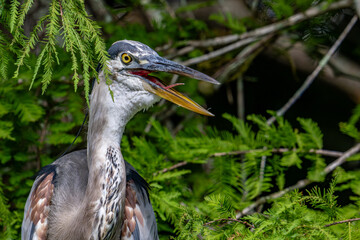 bird