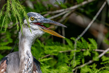 bird