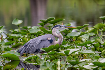 Naklejka premium bird