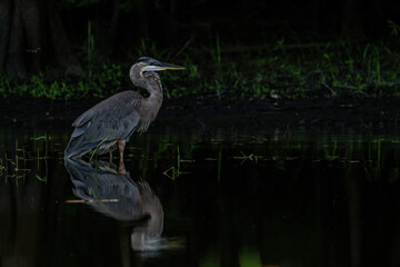 bird