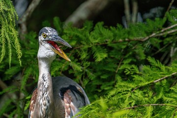 blue heron