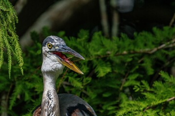 blue heron