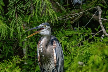 blue heron
