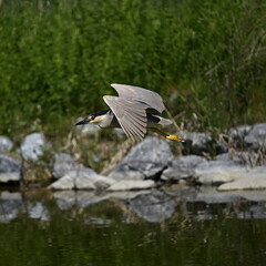 black and white Night Heron in flight