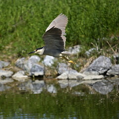 black and white Night Heron in flight
