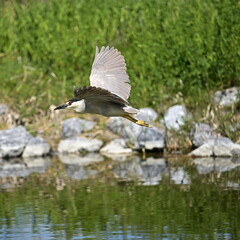 black and white Night Heron