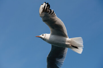 A white seagull with black wingtips flies against a bright blue sky.
