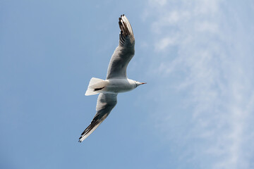A single seagull soars through a clear blue sky with white clouds. The bird is in flight, with its wings spread wide.
