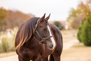 Horse equine headshot quarter horse long mane