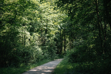 Fototapeta premium A winding path through a dense, leafy forest, bathed in dappled sunlight. Green foliage lines the path, creating a tranquil atmosphere.