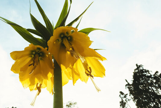 Close-up of vibrant yellow Fritillaria imperialis flowers with green leaves against a bright sky, showcasing their unique, drooping bell shape and intricate details.