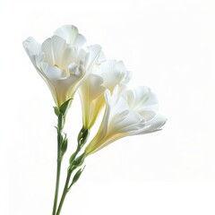 White Freesia Isolated on White Background. Beautiful Freesia Flower