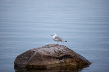 A seagull on the waters of Georgian Bay in Ontario.