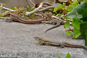 LAGARTO
