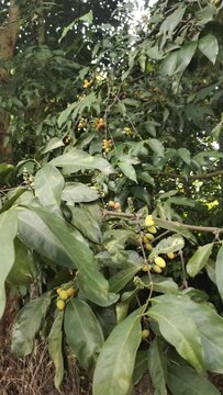 Melinjo, or belinjo, or Gnetum gnemon, is a species of open-seeded plant, or Gymnospermae native to tropical Asia, melanesia, and the Western Pacific. It is utilized for its fruit and leaves.