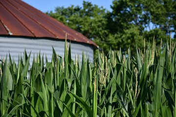 Corn Plants by a Grain Bin in a Field