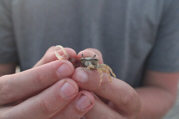 crab in hand