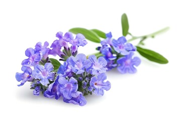 Naklejka premium Purple Verbena Isolated on White Background. Beautiful Verbena Flower