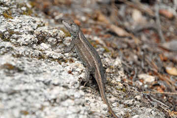 Plateau Fence Lizard Sceloporus tristichus)